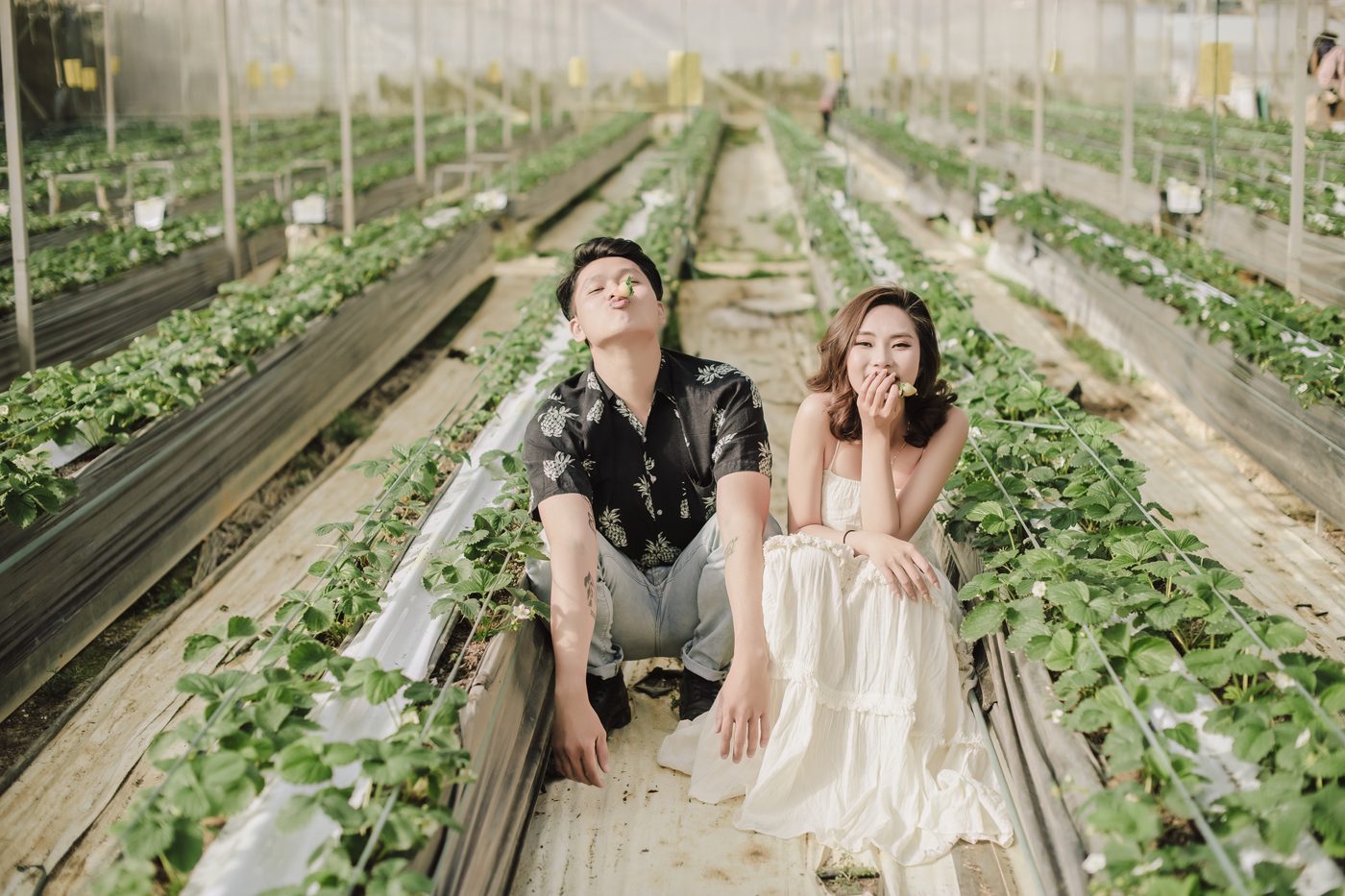 Cặp đôi ngồi giữa luống dâu trong nhà kính Sapa