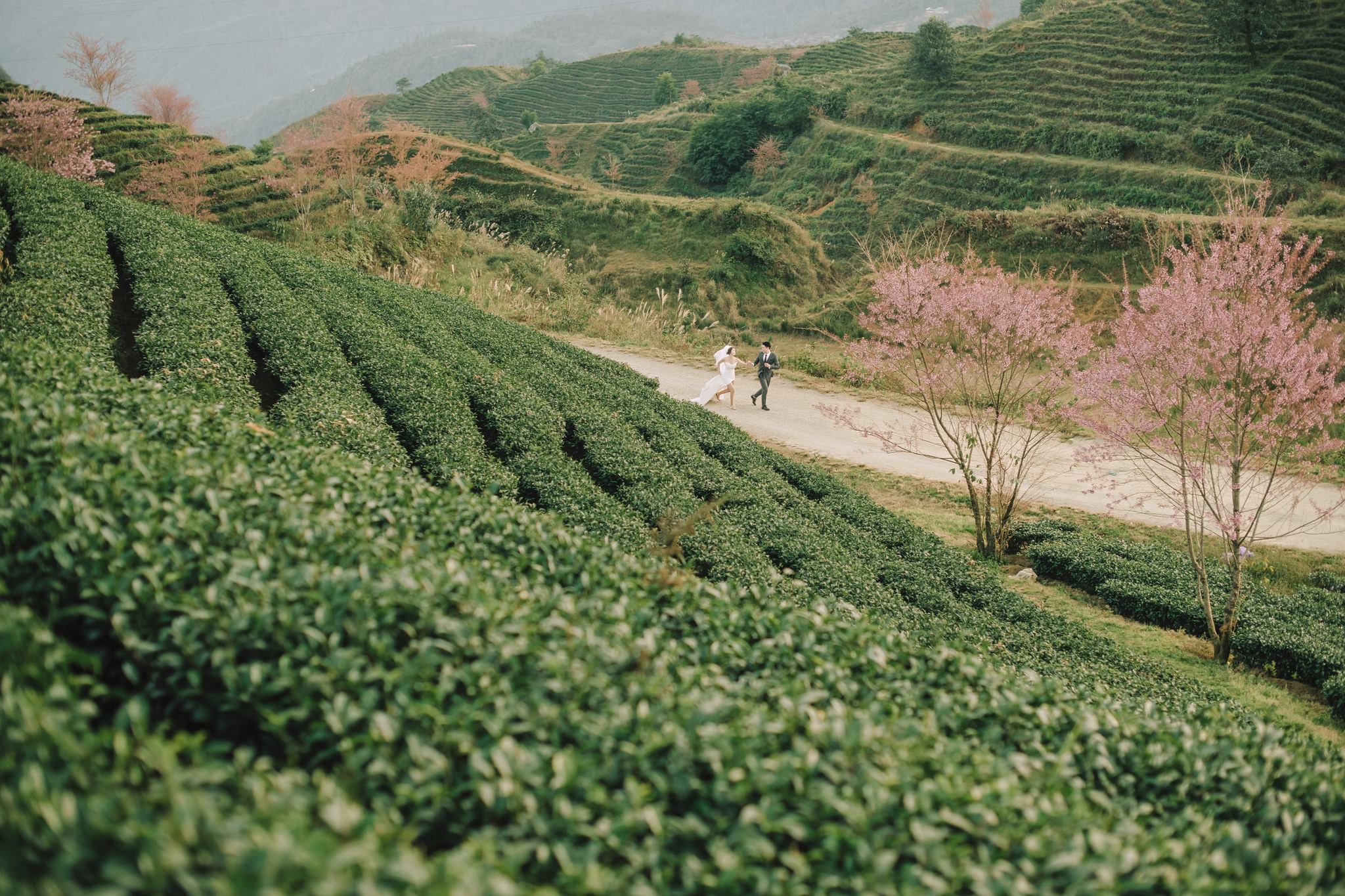 Đồi chè bậc thang trải dài với cặp đôi nhỏ giữa khung hình, chụp ảnh cưới Sapa
