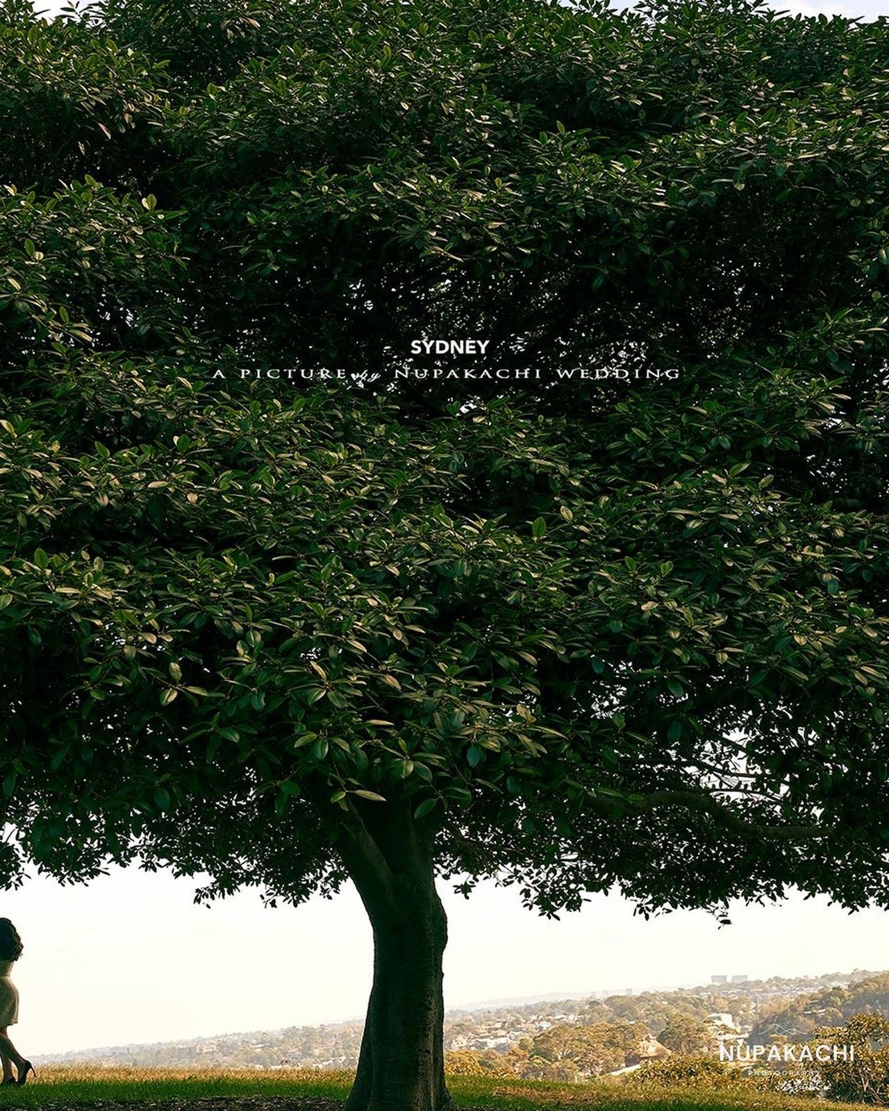 Tiny couple under a grand fig tree, Sydney park pre-wedding