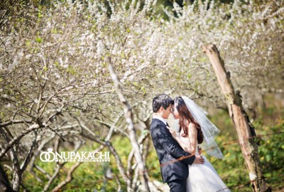 Chụp ảnh cưới Mộc Châu mùa nào đẹp? Nên chụp tại địa điểm nào?