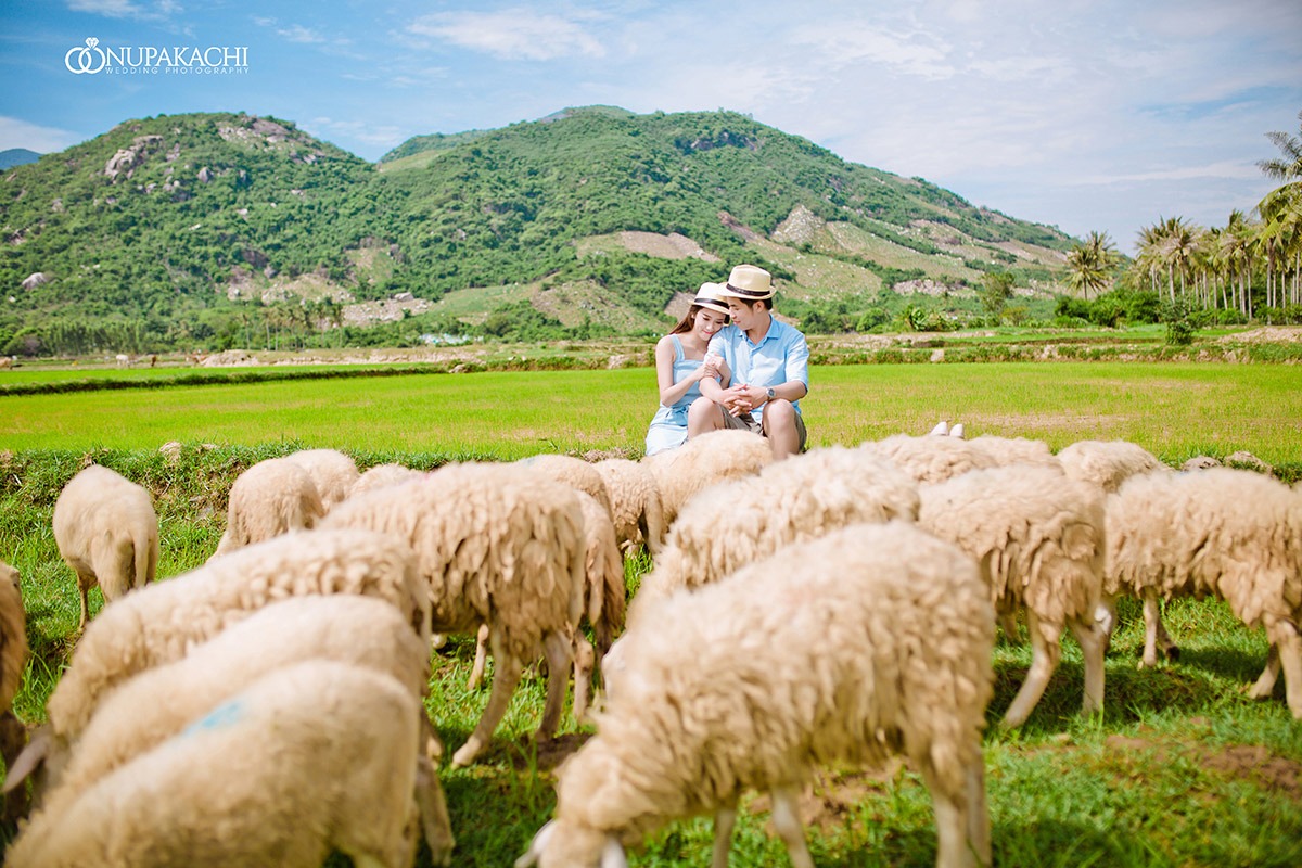 Chụp ảnh cưới prewedding Lý Luân Nha Trang tại đồng cừu